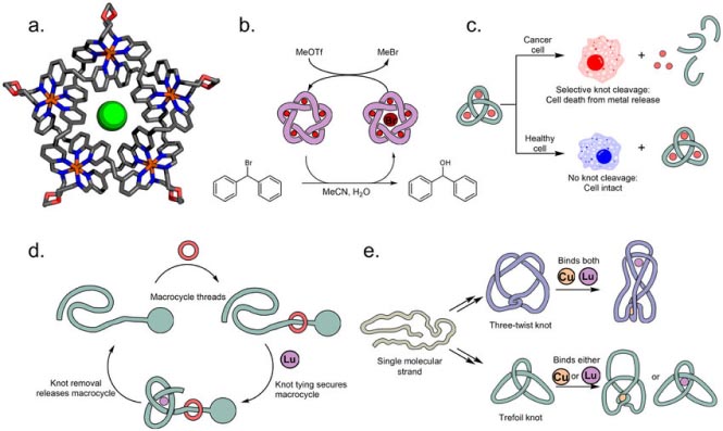 Functions of a molecular knots
